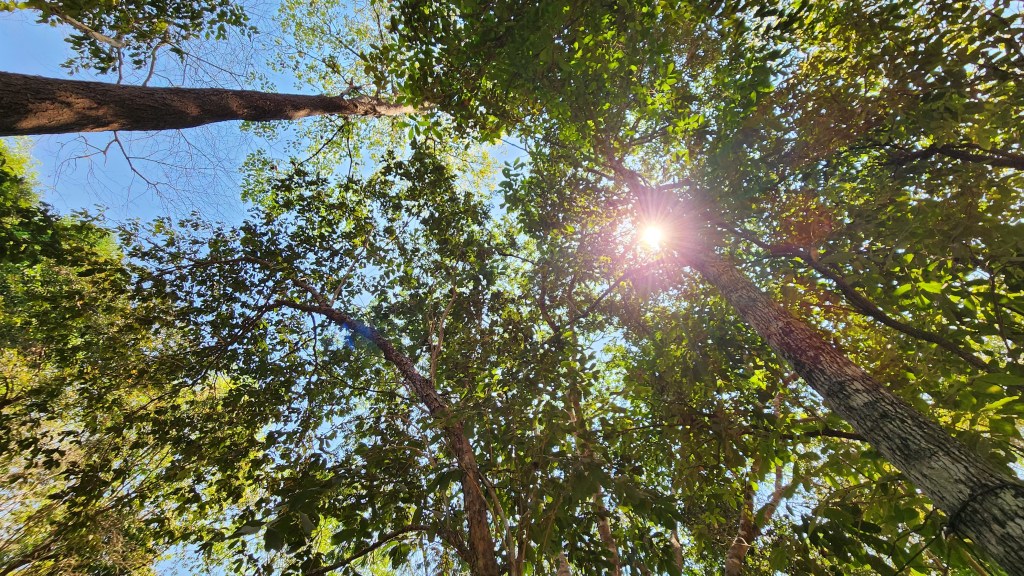 Be shade, but a shadow | Poem&nbsp;#26